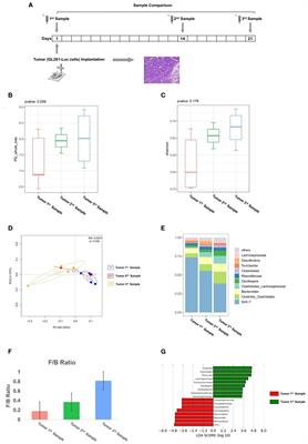 Gut Microbiome Alterations Affect Glioma Development and Foxp3 Expression in Tumor Microenvironment in Mice